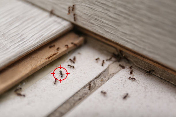 Best Pest Control Treatment  in Okawvle, IL