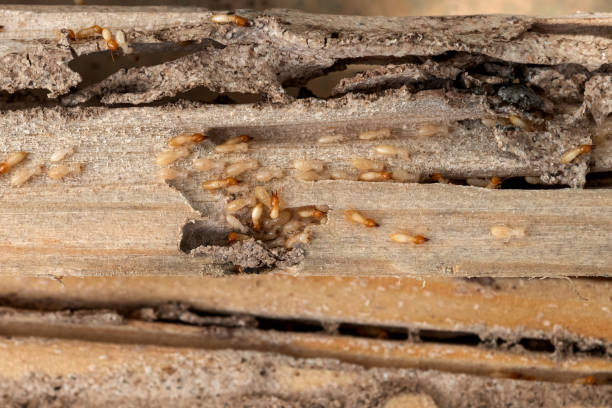 Bird Control in Okawville, IL