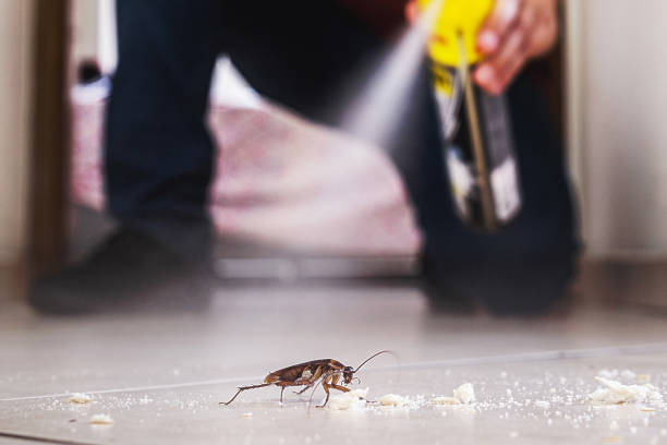 Best Spider Control Near Me  in Okawvle, IL