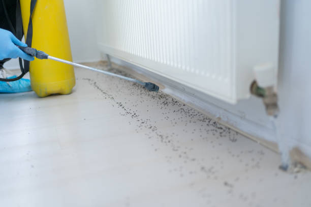 Best Rat Extermination Near Me  in Okawvle, IL