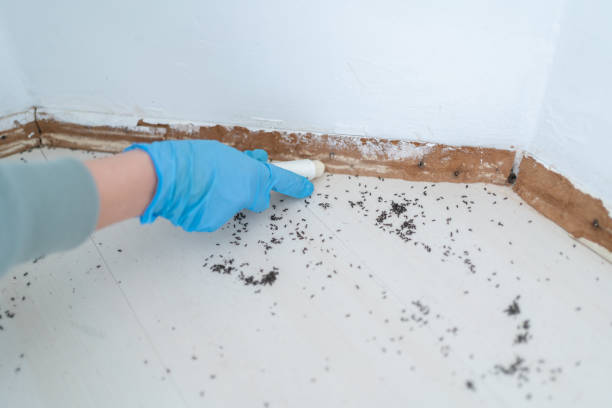 Best Mosquito Control Services  in Okawvle, IL
